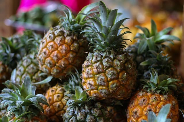 A bunch of baby pineapples