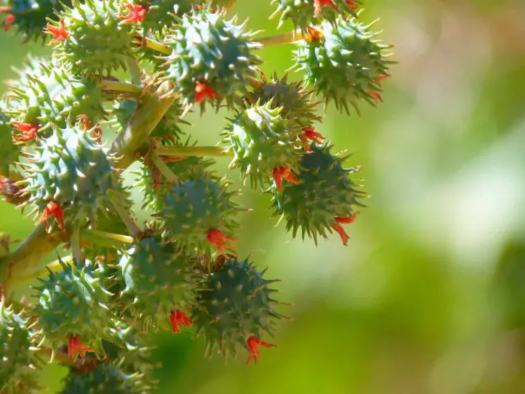 Castor Oil Plant