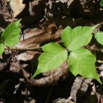 Is Poison Ivy Dangerous to a Pregnant Mother?