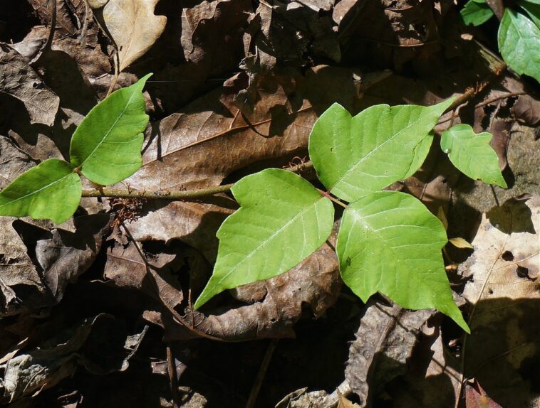 Is Poison Ivy Dangerous to a Pregnant Mother?